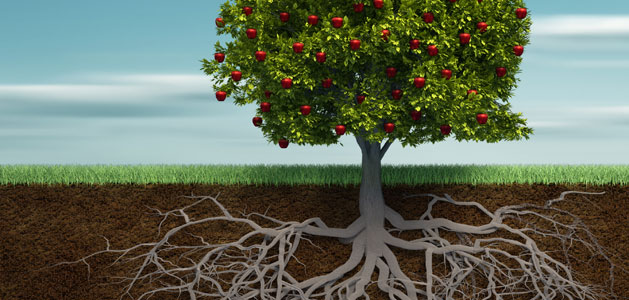 Illustration of tree roots
