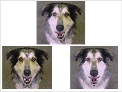sample face activity done with dog